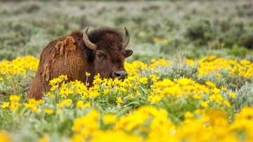 Kereta tabrak bison Eropa di Hutan Bialowieza, Polandia